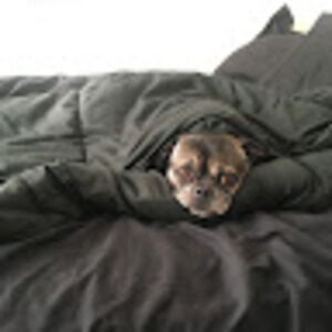 Meet your Posher, Auri